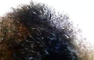 ஹேரி ஹிப்பி 5