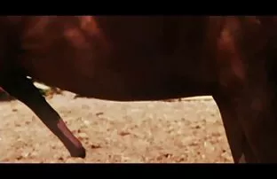 நான்