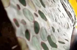 அப்ஸ்கர்ட் வோயூர் உளவாளி