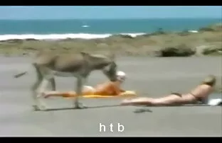 வேடிக்கை .4.htb