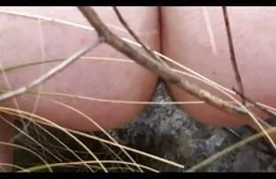 பெரிய ஹேரி பட் வெளிப்புறம்